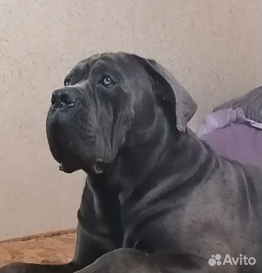 Кобель вязка кане корсо