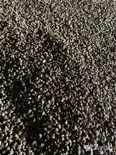 Семена экспарцета