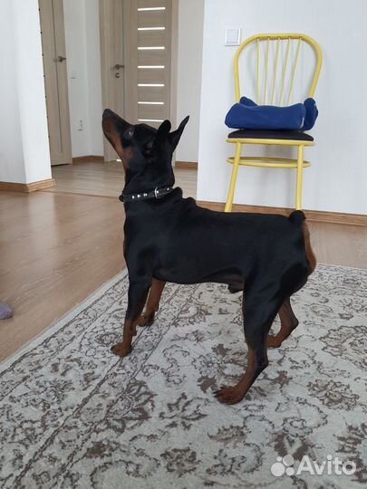 Цвергпинчер