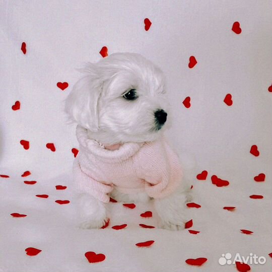 Мальтезе мини