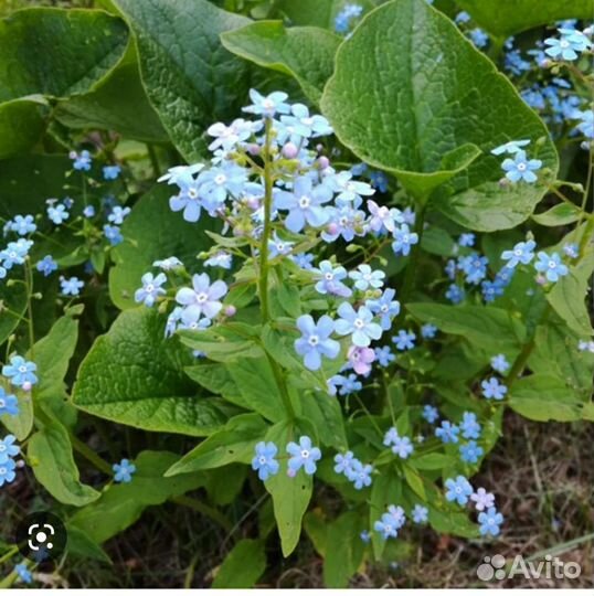 Многолетние цветы для сада