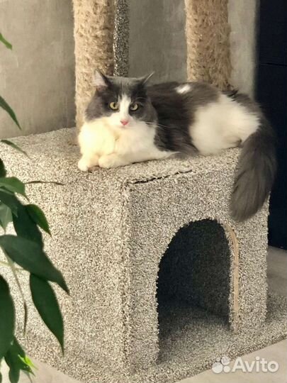 В добрые руки