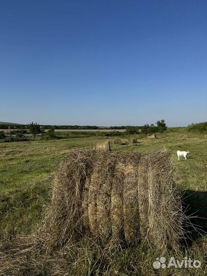 Сено в рулонах