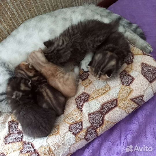 Шотландские вислоухие котята