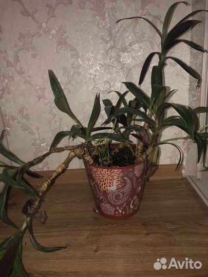 Комнатные цветы