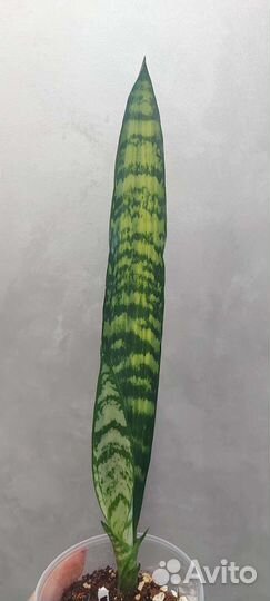 Сансевиерия Wagner