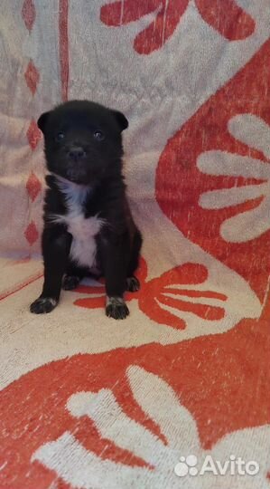 Маленький щеночек