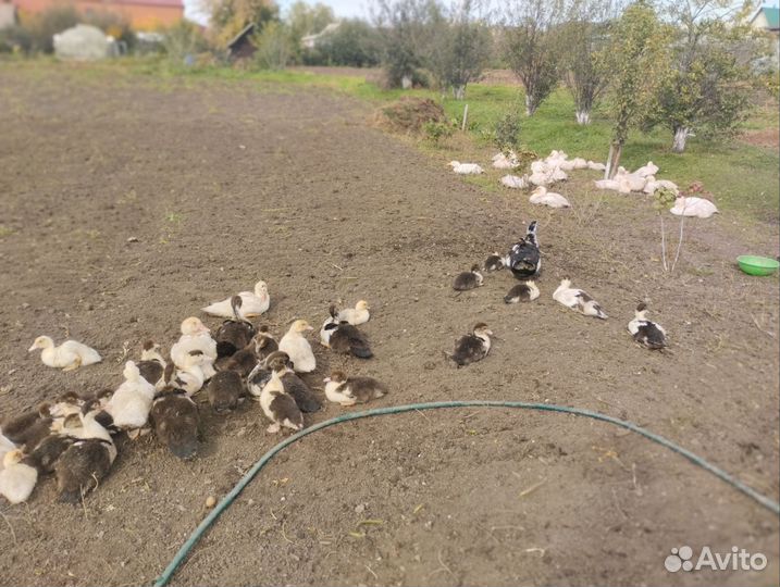 Индоутки, утки, яйцо индоутки