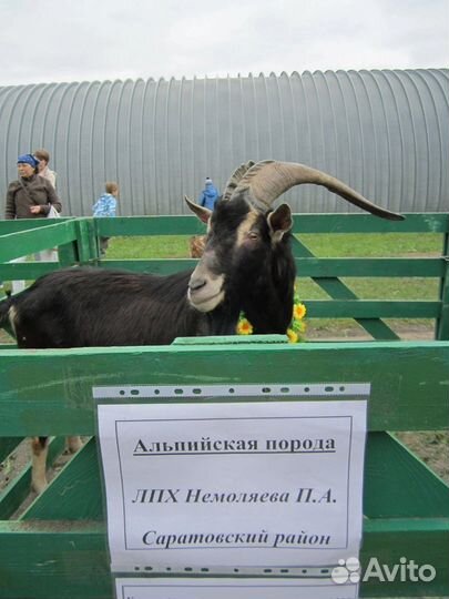 Молоко козье Сыр Творог Сливки Тушенка