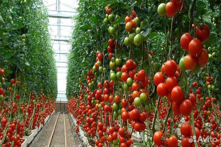 Сортировка,фасовка оплата ежедневная