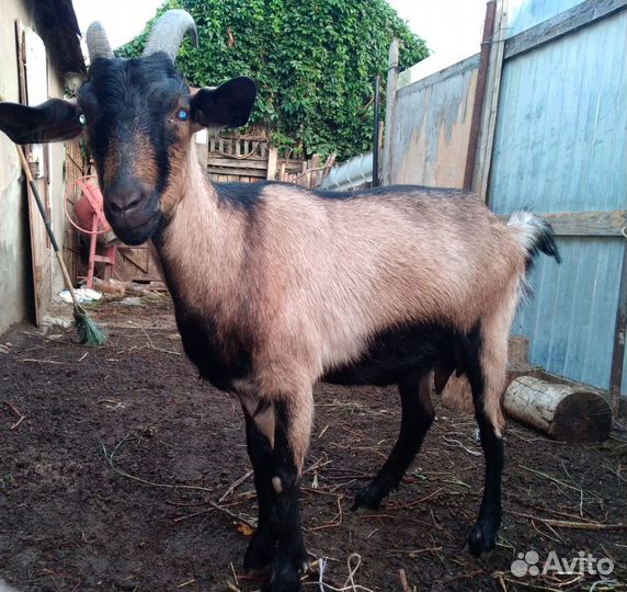 Коза молодая