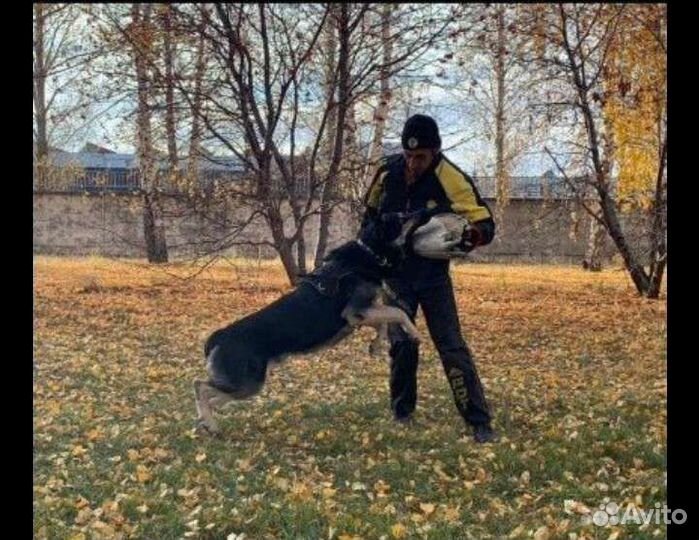 Восточноевропейская овчарка вязка