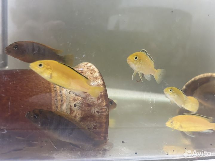 Еллоу, хонго ред