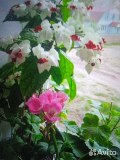 Клеродендрум