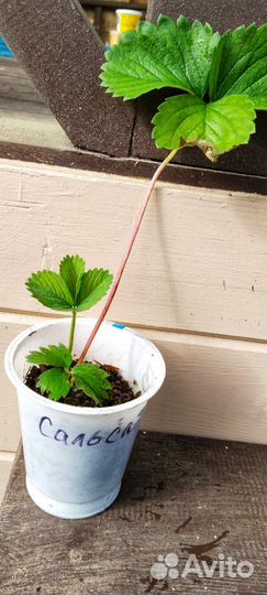 Рассада клубники саженцы усы