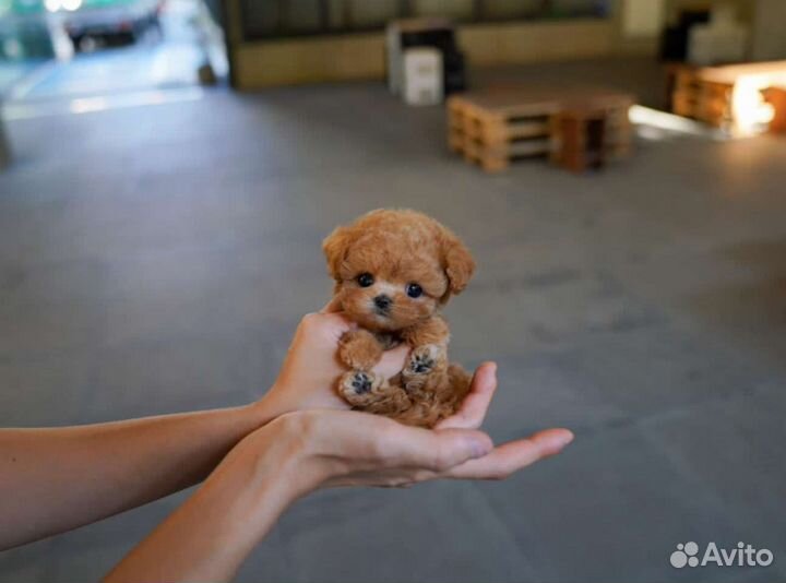 Мальтипу Микро из Кореи