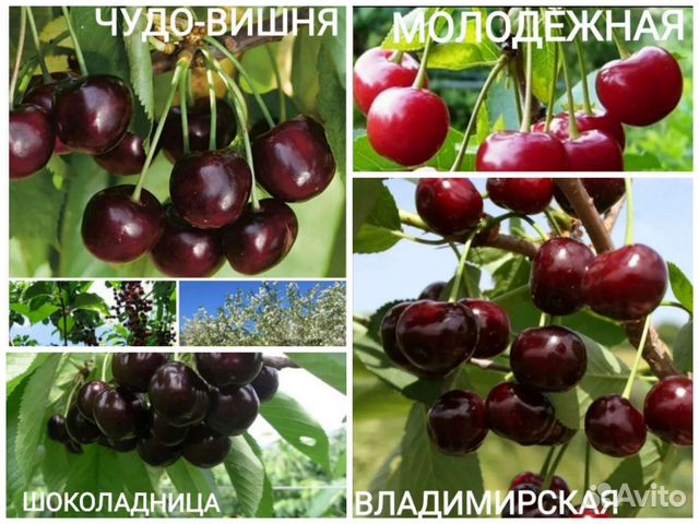 Вишня саженцы 3хлетки