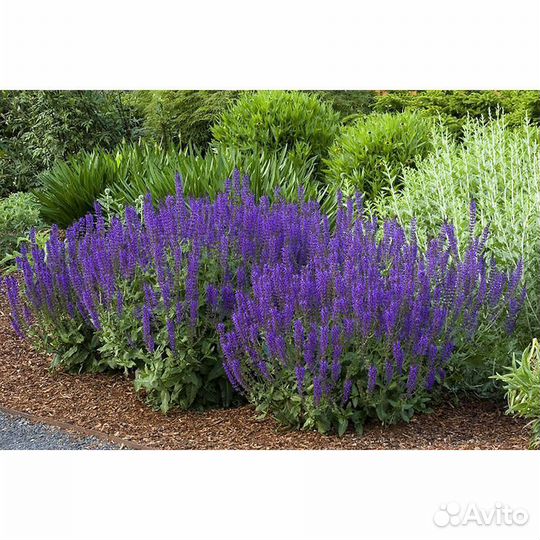 Многолетники для сада