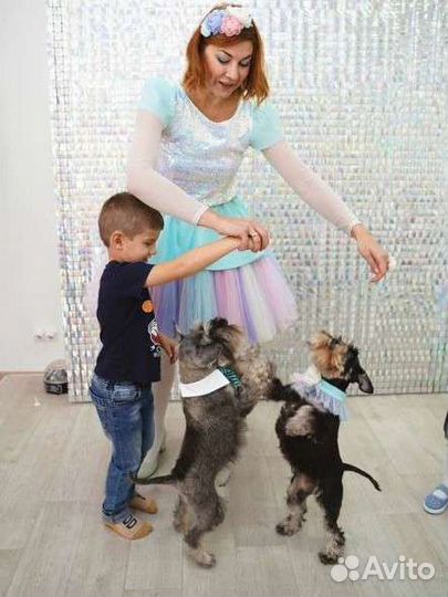 Шоу собачек на детский праздник. Аниматор