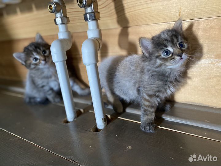 Котята