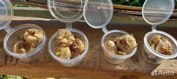 Мальва - шток роза