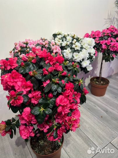 Азалия на штамбе 60 см