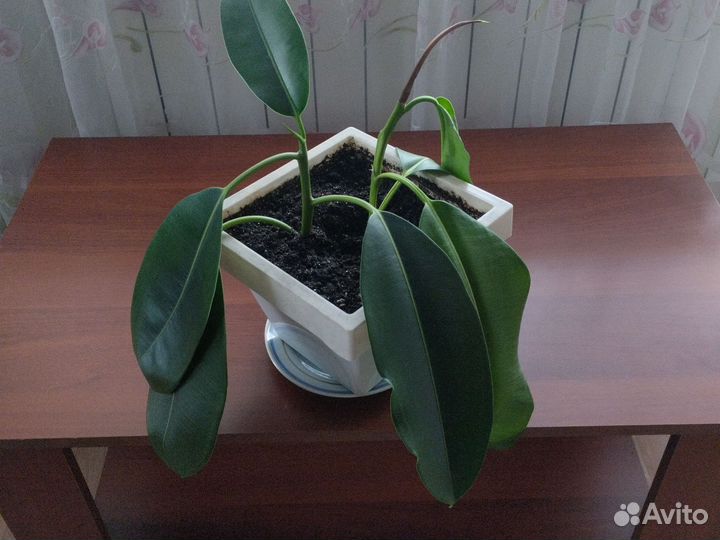 Фикус каучуконосный