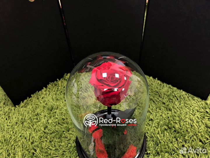 Живая роза в колбе Premium