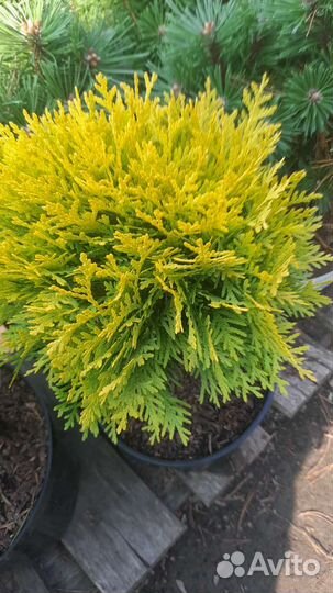 Туя шаровидная Мириам