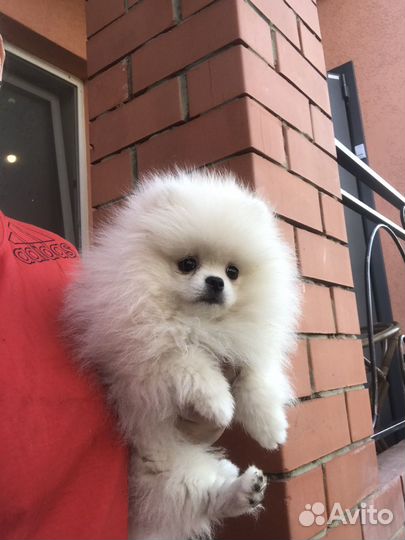 Шпиц девочка РКФ