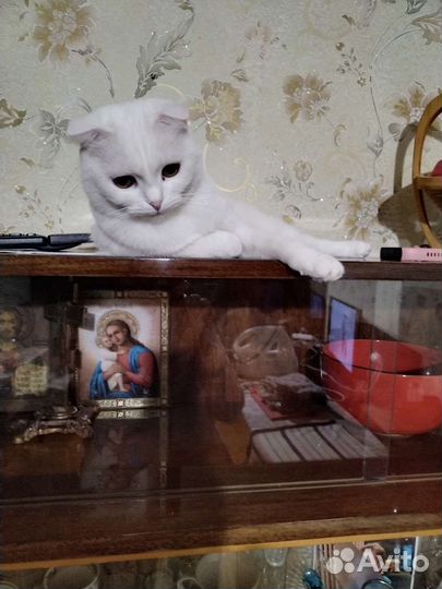 Кошка в дар бесплатно