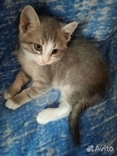 Котята девочки в добрые руки 1.5 месяца