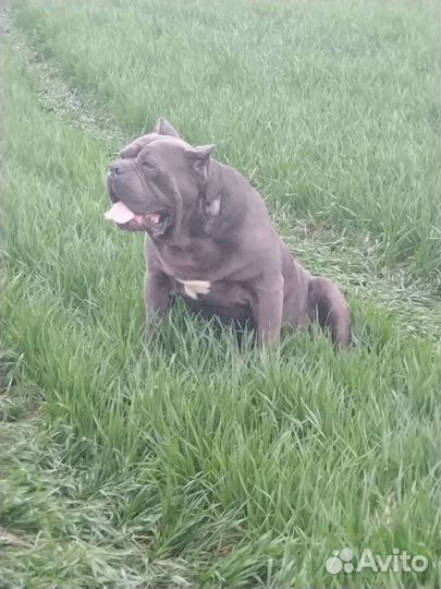 Кане Корсо Вязка