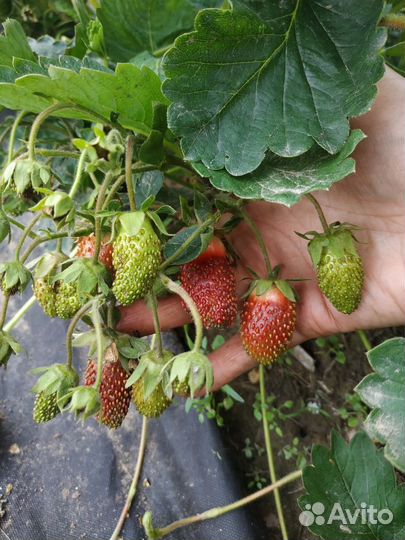 Земклуника 