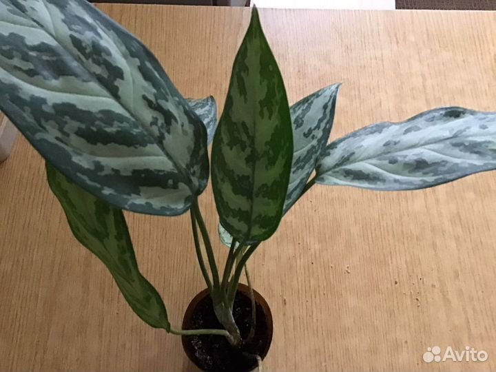 Агалонема серебряная королева