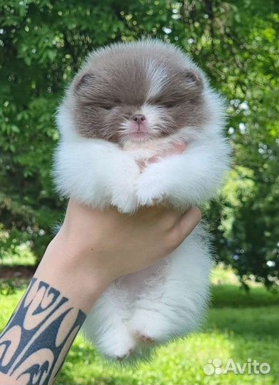 Померанский шпиц мини