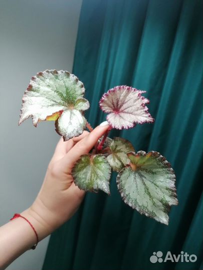 Бегонии декоративнолиственные детки