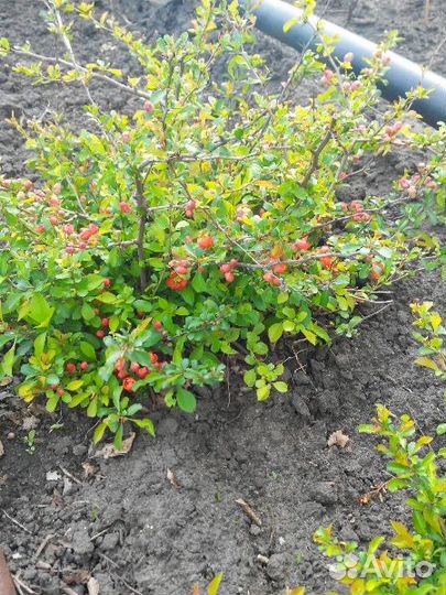 Айва японская