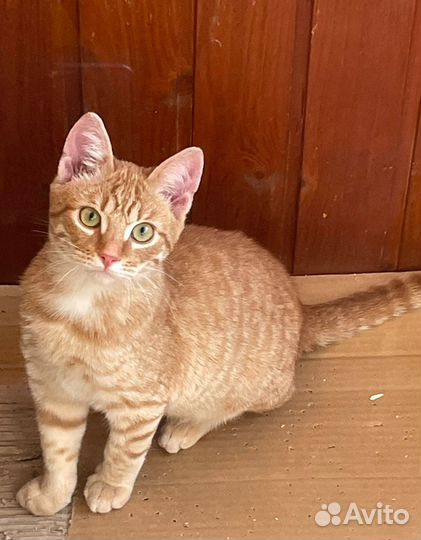 Котенок рыжий ищет дом в дар в добрые руки