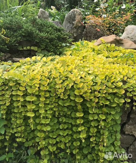 Вербейник монетчатый ауреа