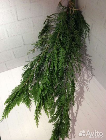 Гималайские кедровые шишки, шишки, хвоя, магнолия