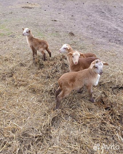 Овцы катумские