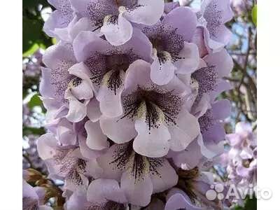 Павловния все сорта