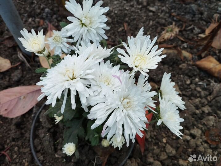 Хризантемы мультифлора