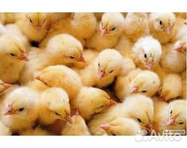 Суточные цыплята, бройлеры