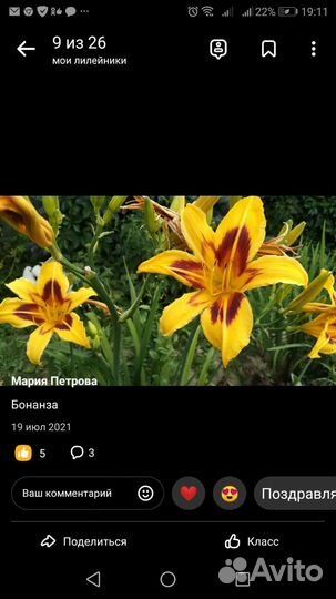 Садовые многолетники