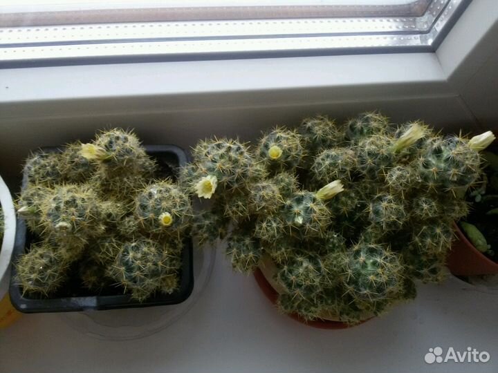 Кактус Mammillaria