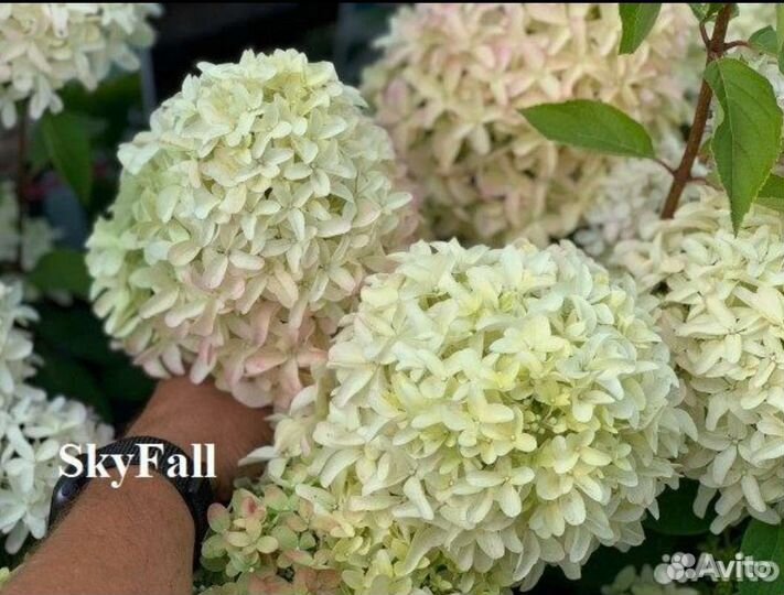 Гортензия метельчатая многолетняя