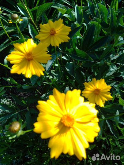 Лилейник,хоста, традисканция, ромашка жёлтая и т.д