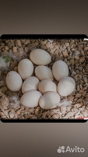 Утиные яйца продам